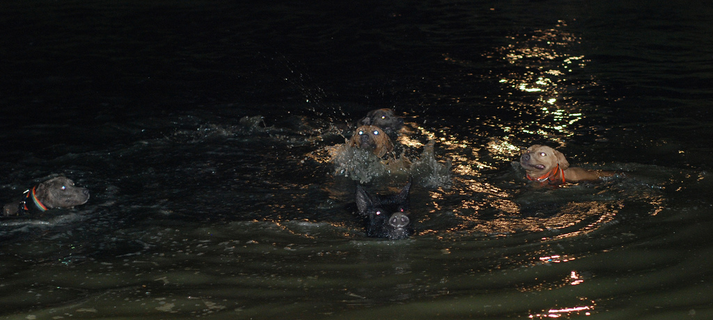 Pack of Lacy Dogs stop a swimmer